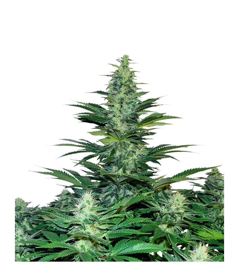 Dark Delight, Фасовка: 3